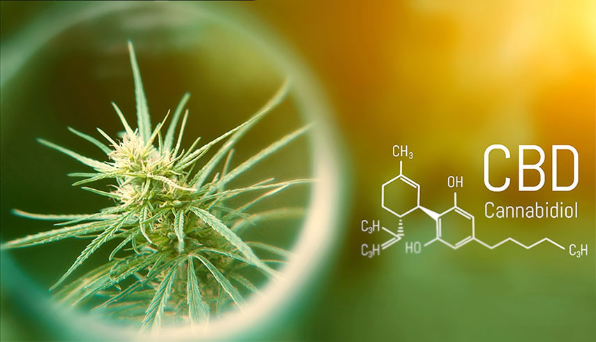 Dr Gulbransen CBD Oil Medical Marijuana resources